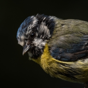 Redwell   16 06 2020   D500   Les 170.jpg